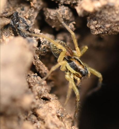 Hogna radiata